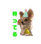 愛犬コナン(変装中)の冒険（個別スタンプ：25）