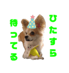 愛犬コナン(変装中)の冒険（個別スタンプ：26）