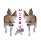 愛犬コナン(変装中)の冒険（個別スタンプ：30）