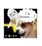 愛犬コナン(変装中)の冒険（個別スタンプ：38）