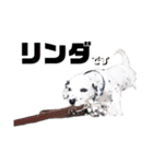 ダルメシアンパピーリンダ【BlackWhite】（個別スタンプ：3）