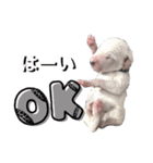 ダルメシアンパピーリンダ【BlackWhite】（個別スタンプ：4）