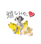 ダルメシアンパピーリンダ【BlackWhite】（個別スタンプ：7）
