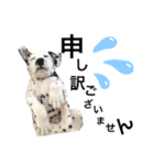 ダルメシアンパピーリンダ【BlackWhite】（個別スタンプ：10）