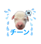 ダルメシアンパピーリンダ【BlackWhite】（個別スタンプ：11）