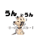 ダルメシアンパピーリンダ【BlackWhite】（個別スタンプ：19）