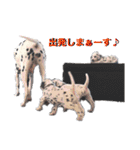 ダルメシアンパピーリンダ【BlackWhite】（個別スタンプ：21）