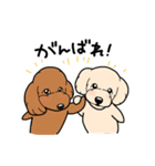 幸と小太郎(トイプードル犬)のスタンプ（個別スタンプ：10）