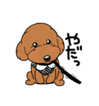幸と小太郎(トイプードル犬)のスタンプ（個別スタンプ：12）