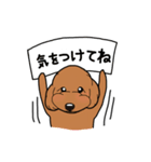 幸と小太郎(トイプードル犬)のスタンプ（個別スタンプ：15）