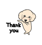 幸と小太郎(トイプードル犬)のスタンプ（個別スタンプ：37）