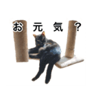 可愛い M cats（個別スタンプ：4）