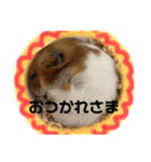 ひまにぃスタンプ（個別スタンプ：8）