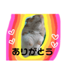ひまにぃスタンプ（個別スタンプ：12）