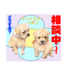 赤いりぼんの輪を広げたいワン11（個別スタンプ：5）
