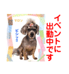 赤いりぼんの輪を広げたいワン11（個別スタンプ：6）
