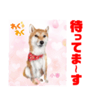 赤いりぼんの輪を広げたいワン11（個別スタンプ：9）