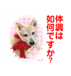 赤いりぼんの輪を広げたいワン11（個別スタンプ：10）