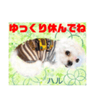 赤いりぼんの輪を広げたいワン11（個別スタンプ：11）