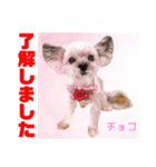 赤いりぼんの輪を広げたいワン11（個別スタンプ：12）