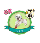 赤いりぼんの輪を広げたいワン11（個別スタンプ：17）