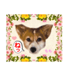赤いりぼんの輪を広げたいワン11（個別スタンプ：21）