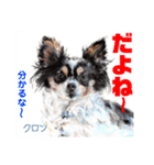 赤いりぼんの輪を広げたいワン11（個別スタンプ：23）