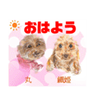 赤いりぼんの輪を広げたいワン11（個別スタンプ：24）