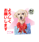 赤いりぼんの輪を広げたいワン11（個別スタンプ：26）