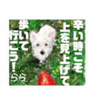 赤いりぼんの輪を広げたいワン11（個別スタンプ：28）