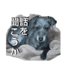 クロムのすたんぷ（個別スタンプ：1）