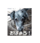クロムのすたんぷ（個別スタンプ：2）