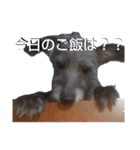 クロムのすたんぷ（個別スタンプ：10）