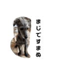 クロムのすたんぷ（個別スタンプ：14）