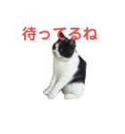 おうち猫はなちゃんのスタンプ2（個別スタンプ：2）