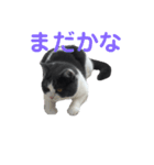 おうち猫はなちゃんのスタンプ2（個別スタンプ：3）