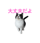おうち猫はなちゃんのスタンプ2（個別スタンプ：5）
