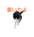 おうち猫はなちゃんのスタンプ2（個別スタンプ：6）