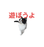 おうち猫はなちゃんのスタンプ2（個別スタンプ：7）