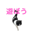 おうち猫はなちゃんのスタンプ2（個別スタンプ：9）