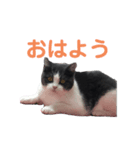 おうち猫はなちゃんのスタンプ2（個別スタンプ：10）