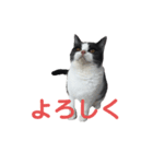 おうち猫はなちゃんのスタンプ2（個別スタンプ：13）