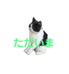 おうち猫はなちゃんのスタンプ2（個別スタンプ：15）