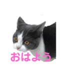 おうち猫はなちゃんのスタンプ2（個別スタンプ：16）