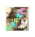りずむ＆ココ（個別スタンプ：1）