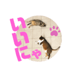 りずむ＆ココ（個別スタンプ：5）