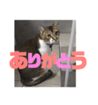 りずむ＆ココ（個別スタンプ：8）