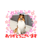 おベル（個別スタンプ：3）