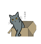 灰色ねこファミリー（個別スタンプ：16）