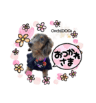 OrchiDOGs-Halloween（個別スタンプ：1）